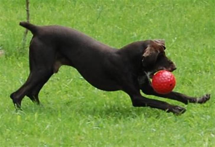 Korthåret hønsehund Fuglsig's Sako billede 20