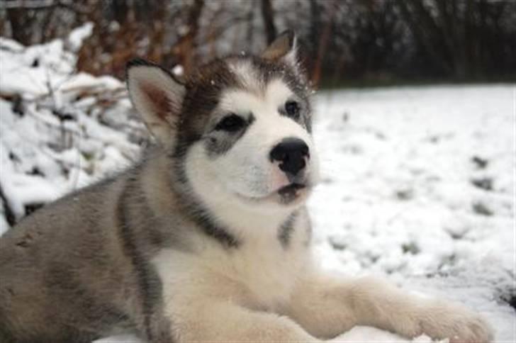 Alaskan malamute Moonsongs DreamBlue Fargo billede 16