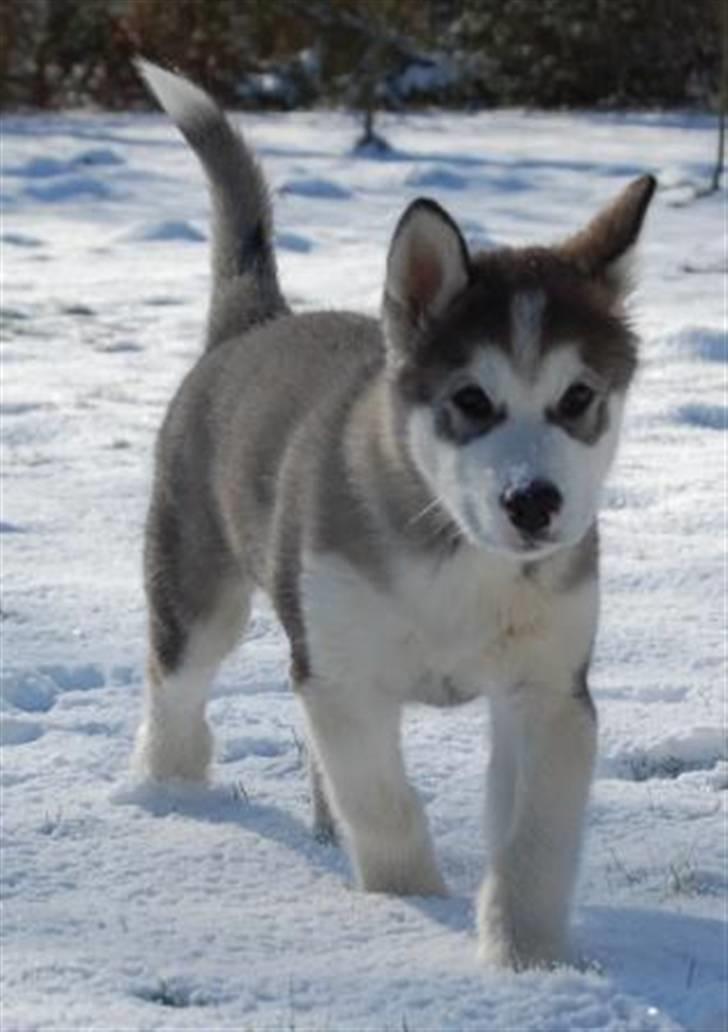 Alaskan malamute Moonsongs DreamBlue Fargo billede 17