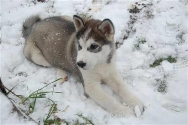 Alaskan malamute Moonsongs DreamBlue Fargo billede 18