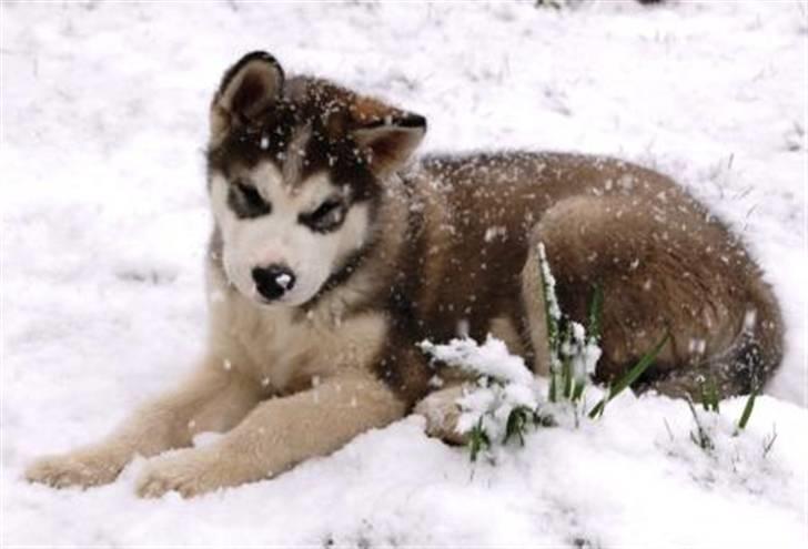 Alaskan malamute Moonsongs DreamBlue Fargo billede 19