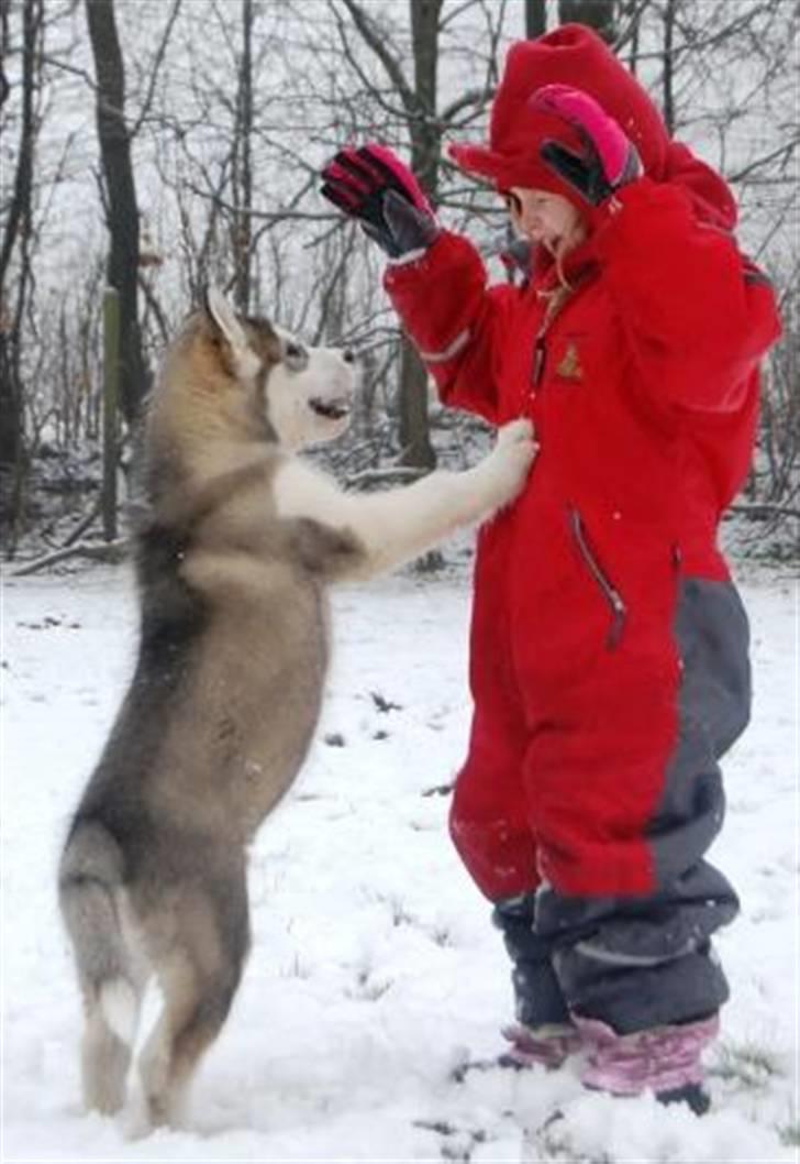 Alaskan malamute Moonsongs DreamBlue Fargo billede 20