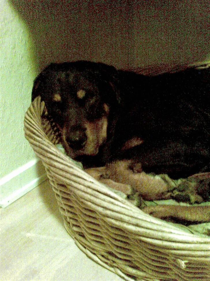 Rottweiler sika billede 1