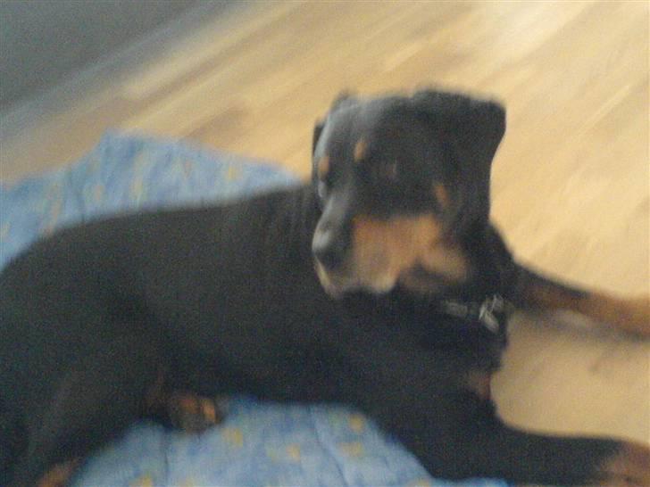 Rottweiler sika billede 2