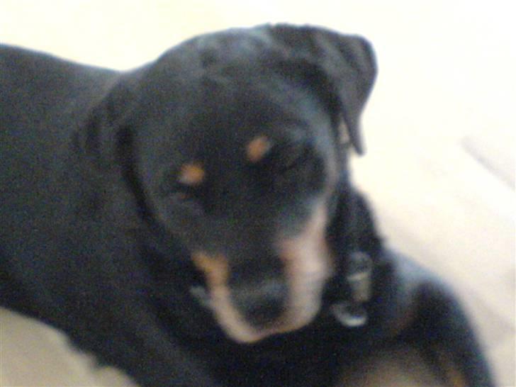 Rottweiler sika billede 3