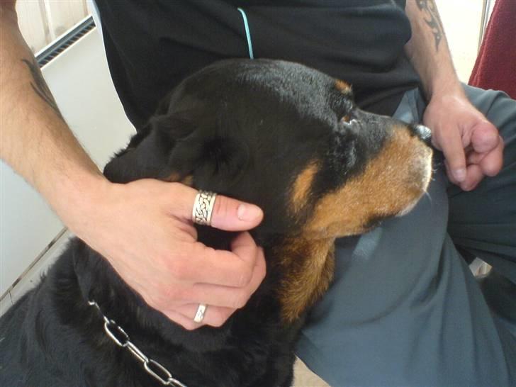 Rottweiler sika billede 4