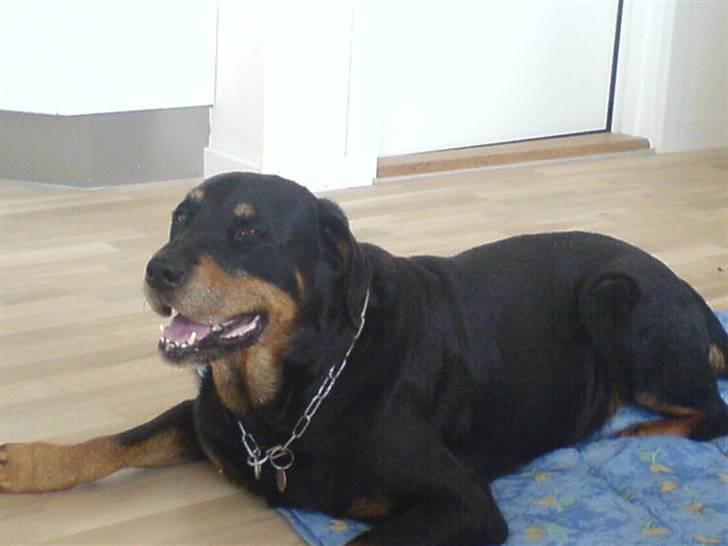 Rottweiler sika billede 5