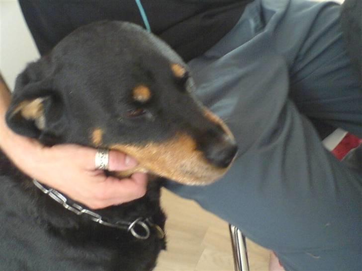 Rottweiler sika billede 6
