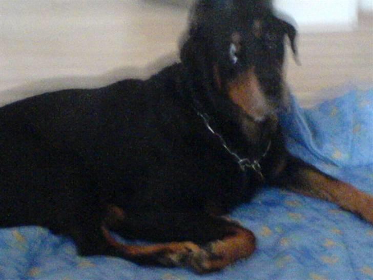 Rottweiler sika billede 8