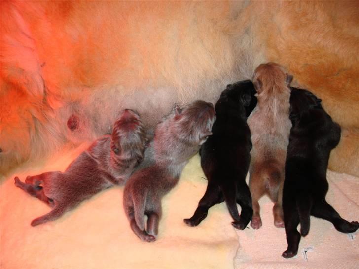 Chow chow Peli`s Tanya of Flensborg billede 14