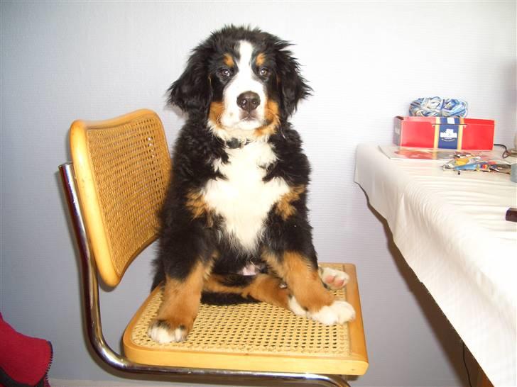 Berner sennenhund Antonio - Arggg mor holder da også altid øje med mig... "opdaget".. øv øv billede 8