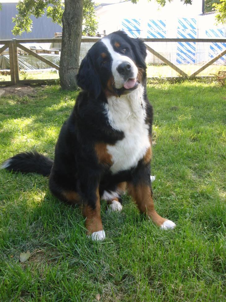 Berner sennenhund KAHLUA billede 7