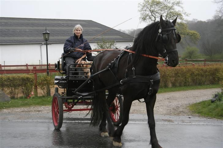 Basset fauve de bretagne Freya - nu er jeg begyndt at køre heste vogn med min mor billede 8