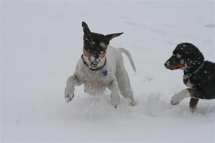 Dansk svensk gaardhund daisy  - daisy i sne humør (billedet har været i TV2 vejert) billede 19