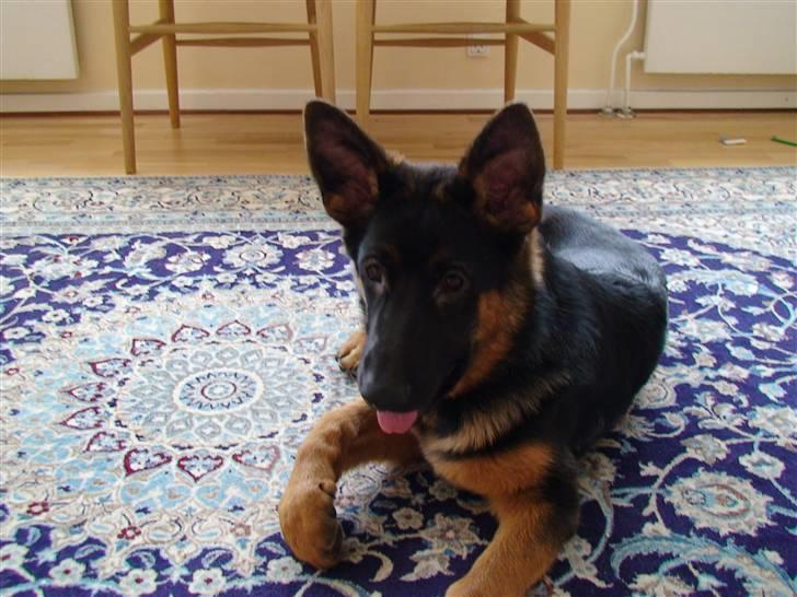 Schæferhund Frida billede 6