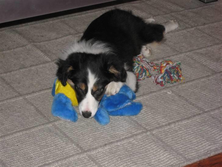 Blanding af racer Nala  - YNGLINGS BAMSEN! Utroligt den stadig holder... billede 4