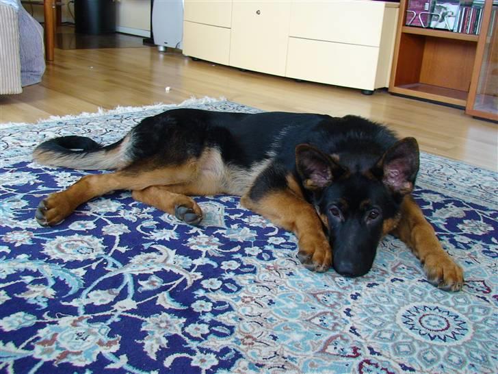 Schæferhund Frida billede 7