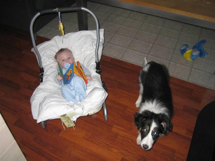 Blanding af racer Nala  - Samuel og Nala billede 5