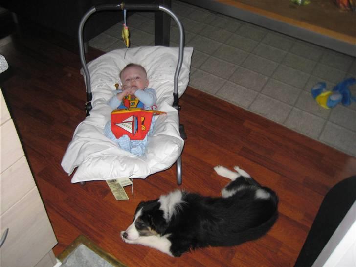 Blanding af racer Nala  billede 6