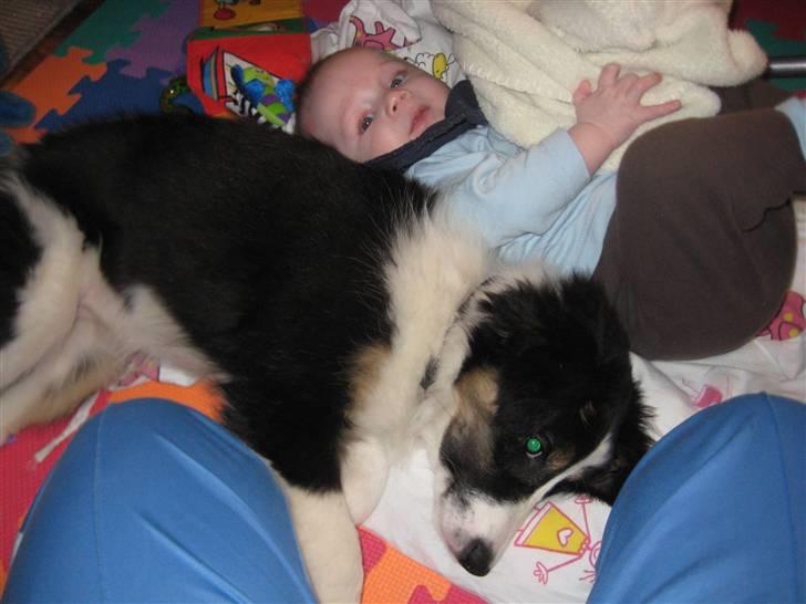 Blanding af racer Nala  billede 7