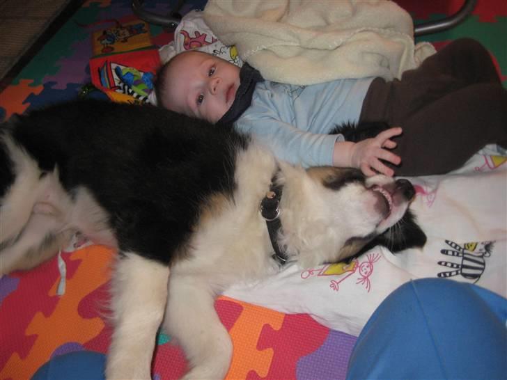 Blanding af racer Nala  billede 8