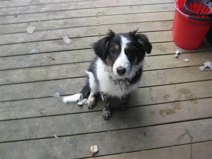 Blanding af racer Nala  - MRS MUDDER 2008 billede 9