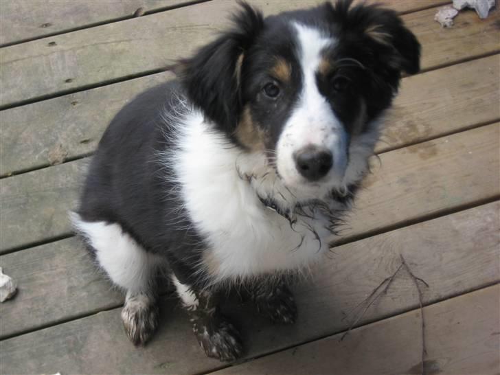 Blanding af racer Nala  - ...en sikker 1. plads!!! :-) billede 10