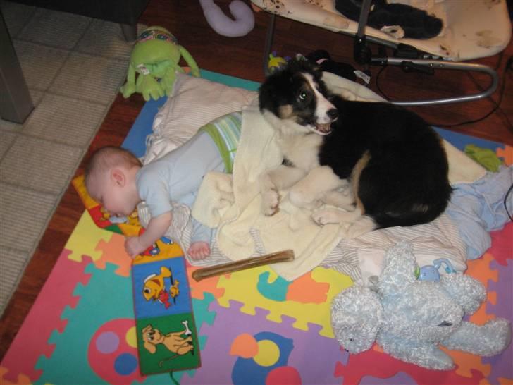 Blanding af racer Nala  billede 11