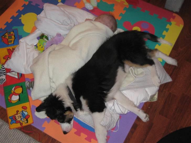 Blanding af racer Nala  - BEDSTE VENNER!!!!!! :-) billede 12