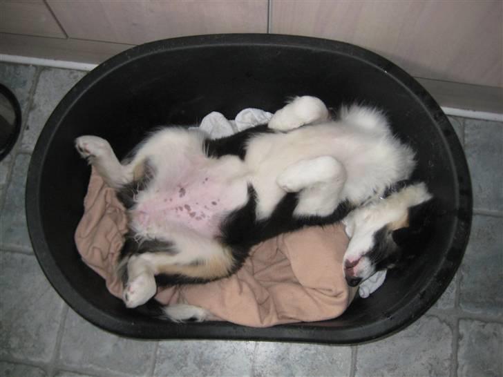 Blanding af racer Nala  - Skal vist snart ha´ en større kurv! hehe billede 13