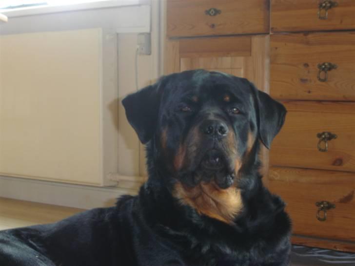 Rottweiler Otto - Nyt 27.3.08 .. Så er jeg snart 2 år gammel ..  billede 10
