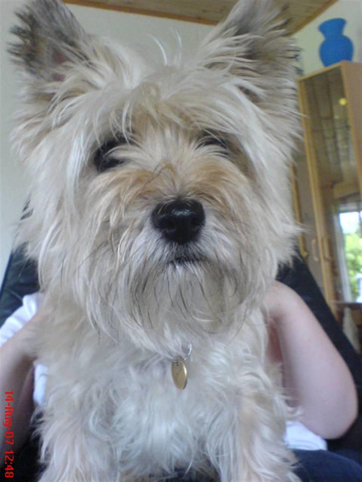 Cairn terrier Vimse - Det er så den dejlige Vimse.  billede 1