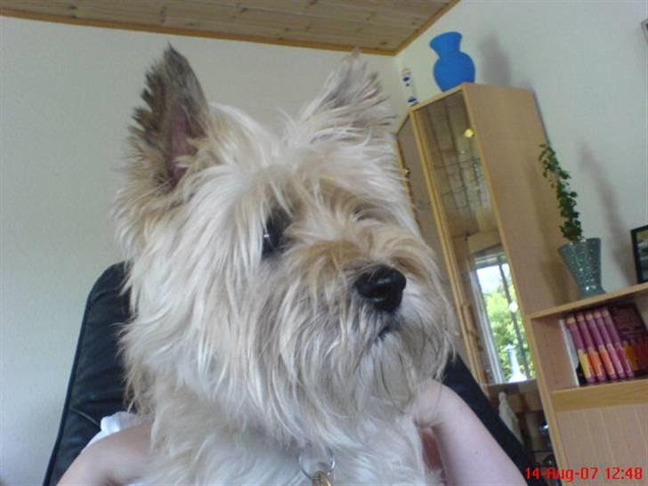 Cairn terrier Vimse - Den dejlige Vimse igen billede 2