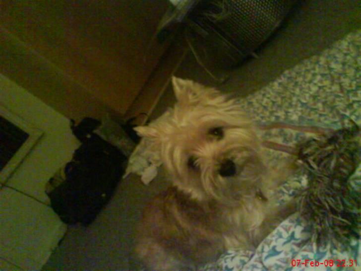 Cairn terrier Vimse - Her ligger hun på tæppet og slapper af billede 3