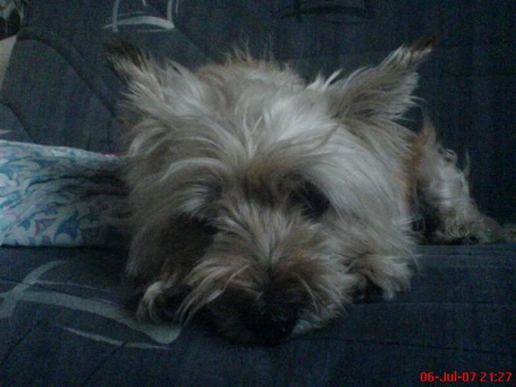 Cairn terrier Vimse - Hun er vidst lidt træt her billede 4