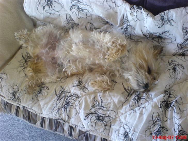 Cairn terrier Vimse - Ja sådan ligger hun ikke så tit, men jeg tror hun slapper meget af billede 5