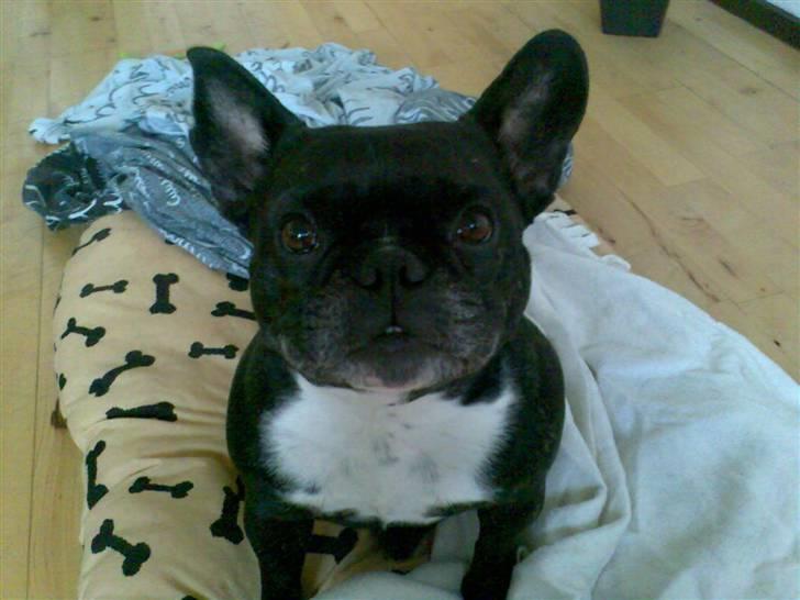 Fransk bulldog Mary..   *DØD* ='( billede 1