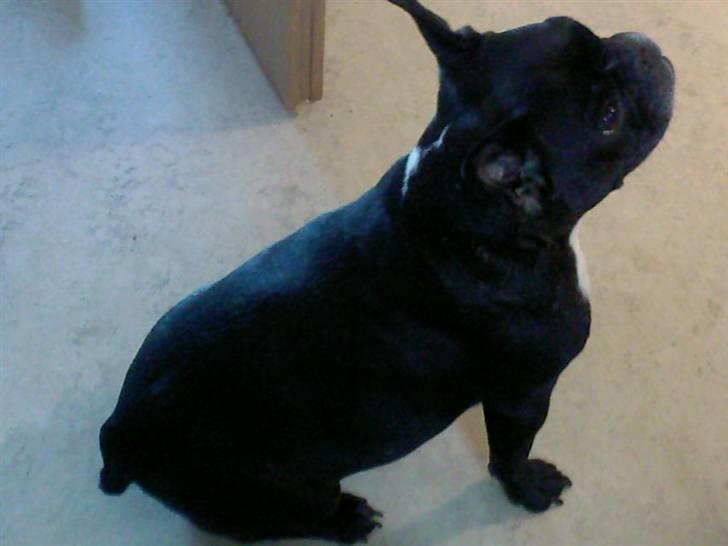 Fransk bulldog Mary..   *DØD* ='( - Hmm.. her tigger man vist lidt :P billede 2