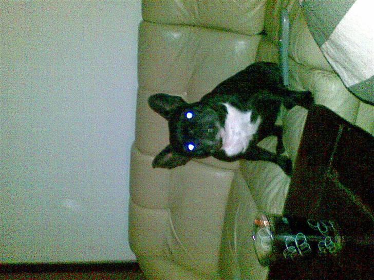 Fransk bulldog Mary..   *DØD* ='( - mary sidder i sofaen og smiler til fotografen billede 3