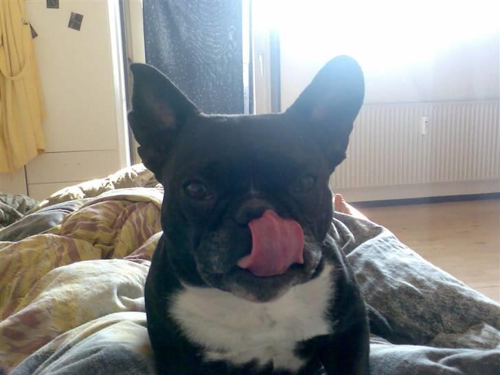 Fransk bulldog Mary..   *DØD* ='( - Mmmm.. Mor har lidt slik.  billede 4