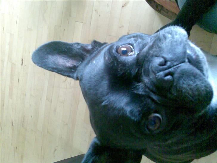 Fransk bulldog Mary..   *DØD* ='( - ´ jeg vil op til dig mor´ billede 5