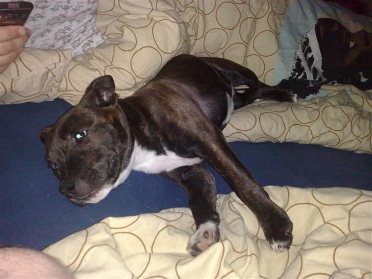 Staffordshire bull terrier Freja - 27/3-08 billede 9