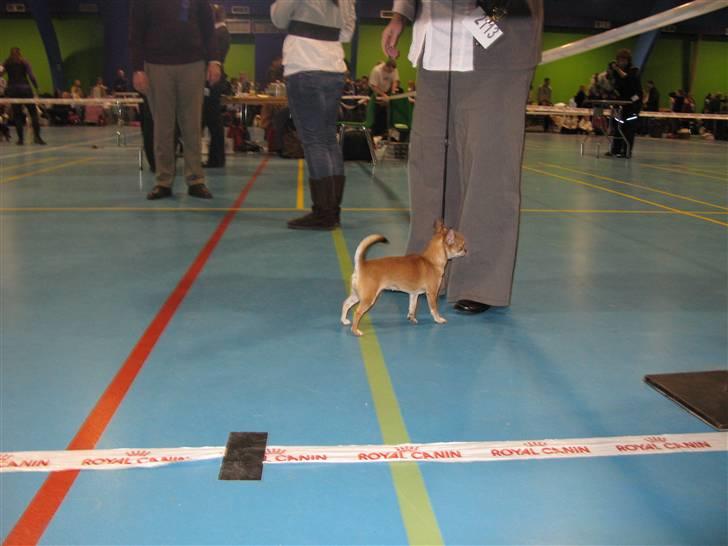 Chihuahua Wav-wav's Fibi billede 10