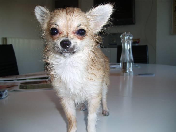 Chihuahua lille my  - lige være´t i bad :) billede 7