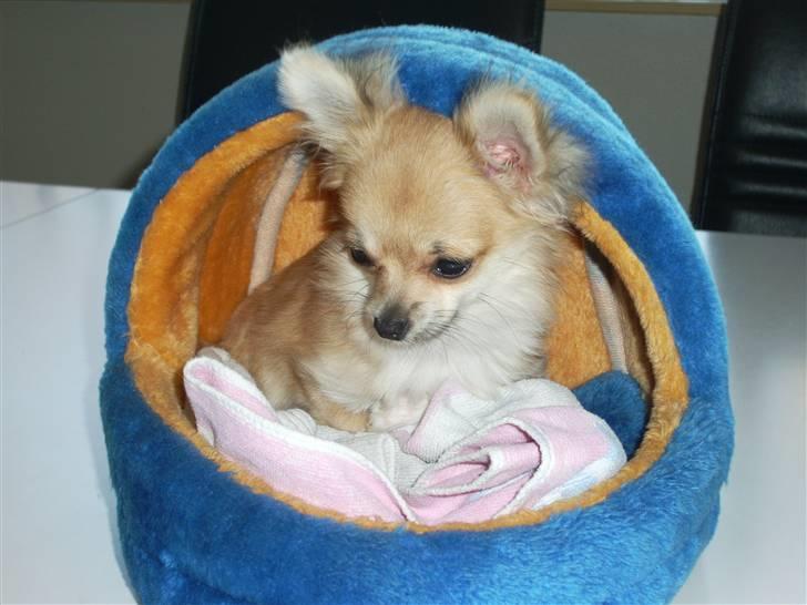 Chihuahua lille my  - min dejlige ny kurv (:<3 billede 8