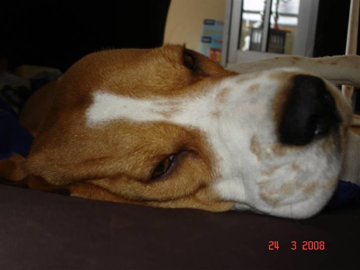 Beagle ANTON *Savner dig* billede 10