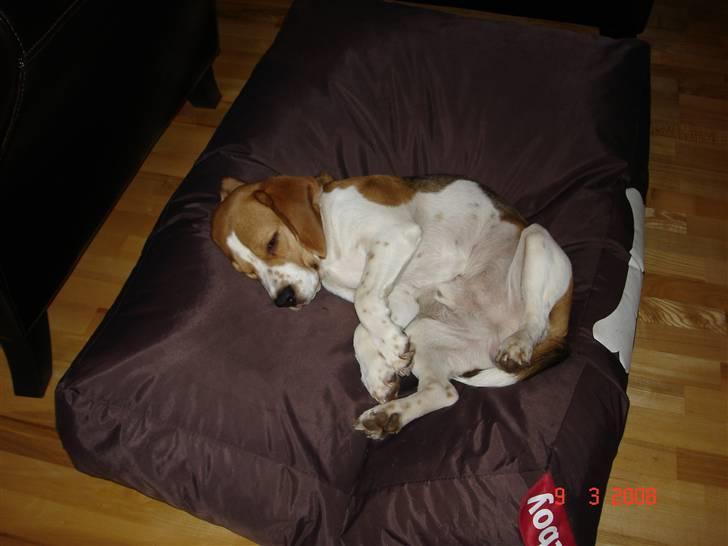 Beagle ANTON *Savner dig* billede 11