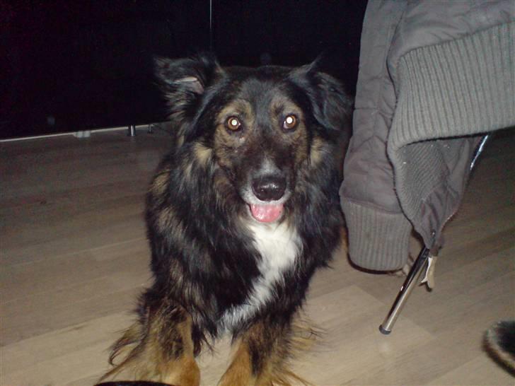 Blanding af racer Balti billede 8