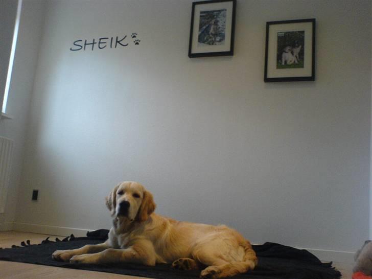Golden retriever Sheik - Sheik´s værelse billede 14