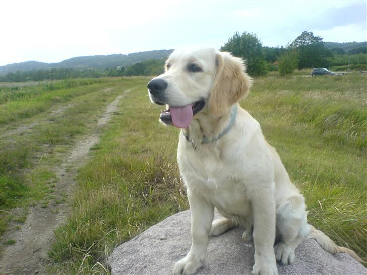 Golden retriever Sheik - 17 juni 2008 billede 15